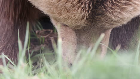 Un-Primerísimo-Plano-Del-Hocico-Del-Oso-Grizzly-Mientras-Excava-En-La-Pradera-Soleada