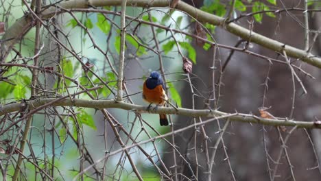 a blue fronted redstart singing while perched on a branch