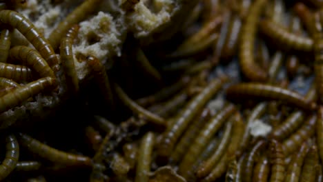 The-Mealworm-is-a-species-of-Darkling-Beetle-used-to-feed-pets-like-fish,-snakes,-birds,-and-frogs