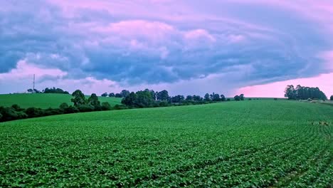 Lush-Green-Soya-Been-Fields,-Low-Flying-Drone-View