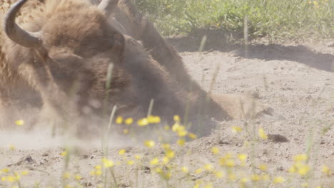 comical sight of european bison wallowing in dust bath, closeup slomo