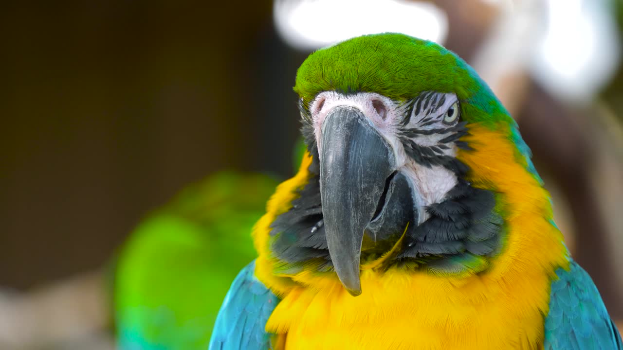 가까이에서 파란색과 황금색의 아카우 무새 머리