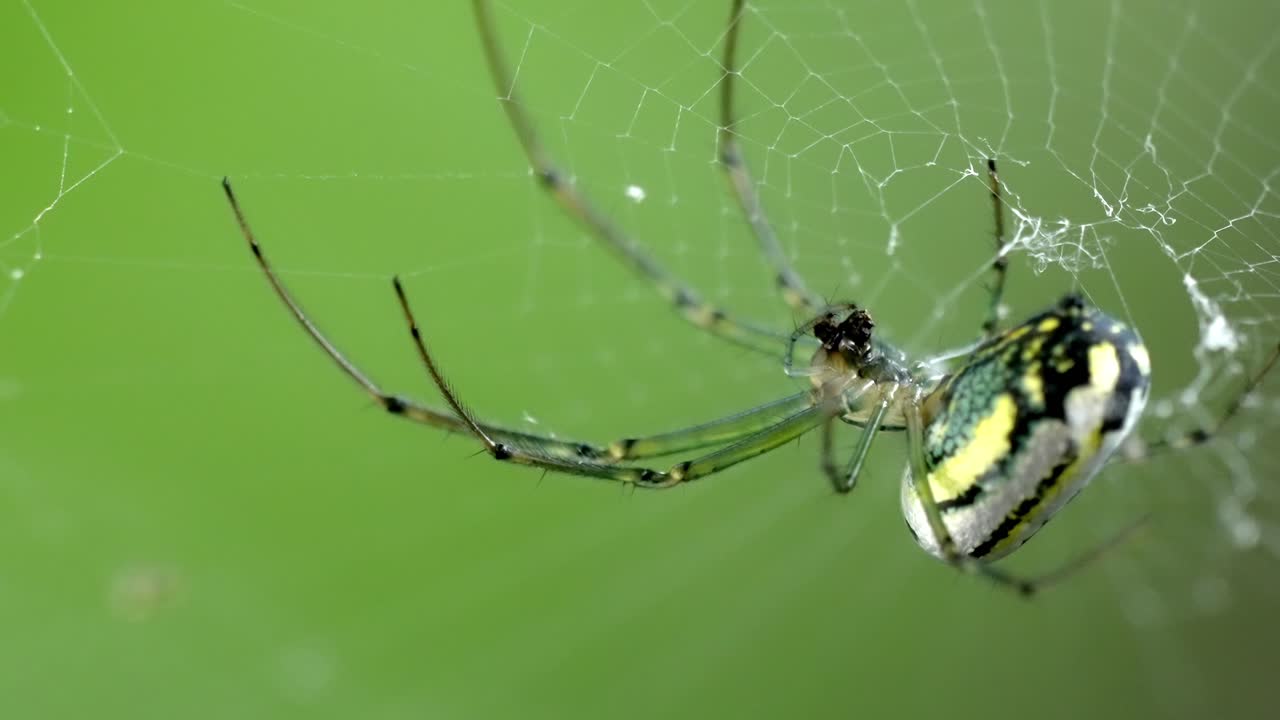 Orchard spider eating prey in web, close-up macro wildlife nature footage