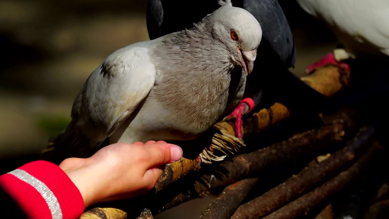 Children feed domestic pigeons. The white-dove pecks the seeds from the child's hand, but another gray-lilac and greenish pigeon pulls back the white dove, and he starts quickly pecking the seeds.