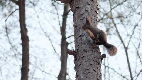 eurasian gray squirrel jumps up on a pine tree trunk from the branch - slow-motion on sunset