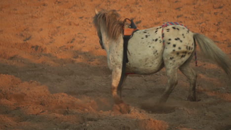 Primer-Plano-De-Cámara-Lenta-De-Caballo-Corriendo-En-El-Rodeo