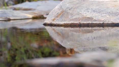 Wasserläufer-Gleiten-Auf-Der-Oberfläche-Eines-Waldteichs