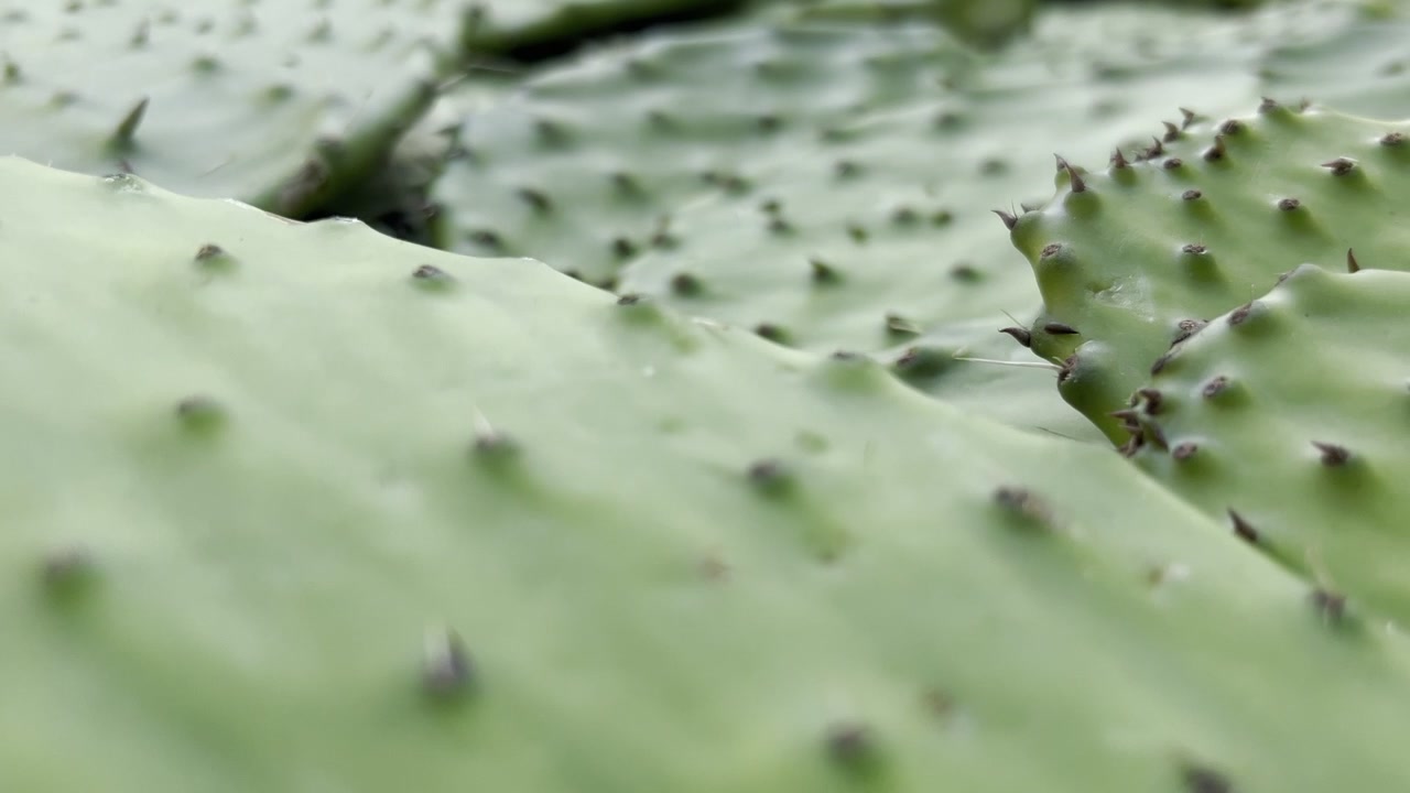 Nærbillede videooptagelse af nopales.