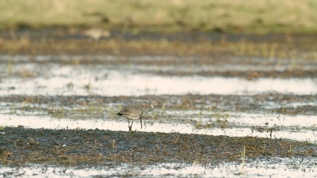 검은 꼬리 도깨비는 봄철 이주 습지에서 아침 햇살에 먹이를 가까이