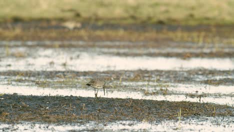 agachadiza de cola negra de cerca en los humedales de migración primaveral alimentándose a la luz de la mañana