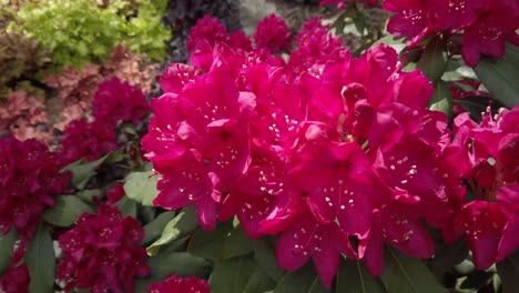 blooming pink purple rhododendron in garden, steady shot, slow motion