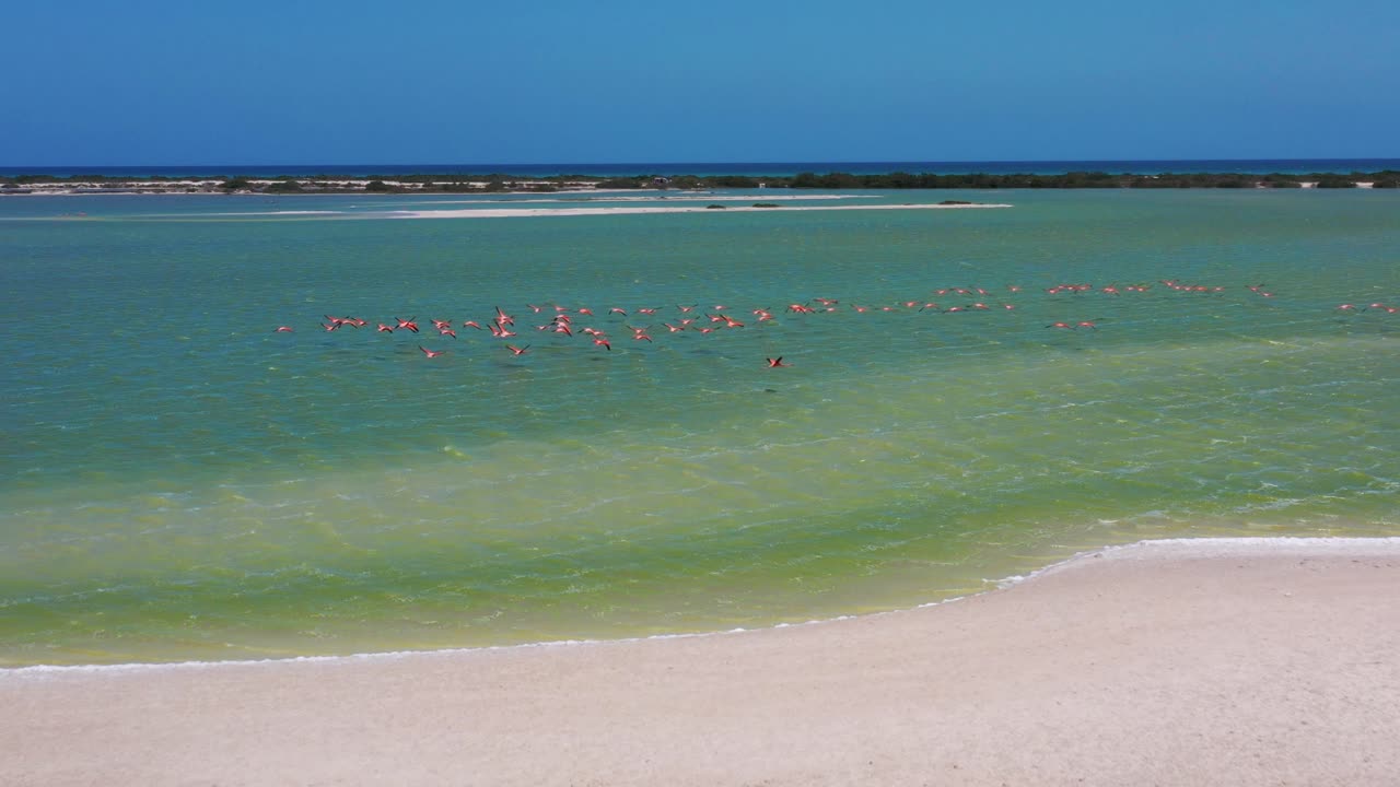 spectacular drone shot of a flock of American pink Flamingos flying across salt lake in Las Coloradas, Rio Lagartos ,Mexico