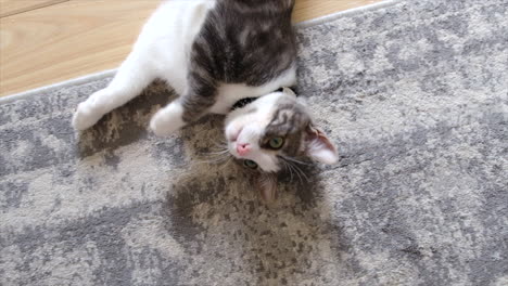 Young-Grey-cat,-very-playful,-lying-on-the-rug