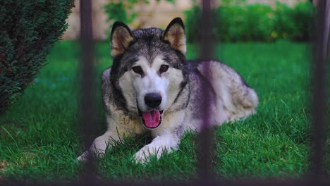 Husky-Siberiano-Tirado-En-La-Hierba-En-Un-Jardín