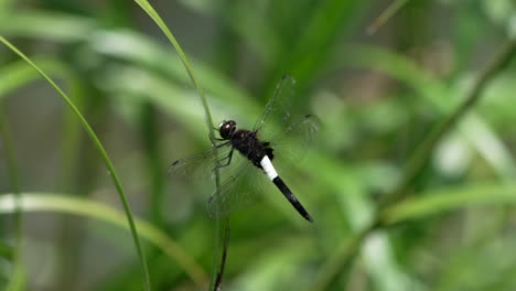 japanese pied skimmer dragonfly rest on the blade of tall green grass near pond in saitama, japan