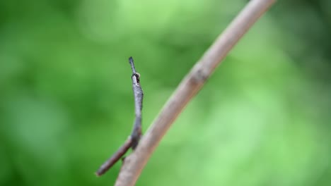 Gottesanbeterin-Phyllothelys-Bewegt-Sich-Kaum-Auf-Einem-Ast,-Sondern-Hüpft-Und-Bewegt-Beine-Und-Kopf