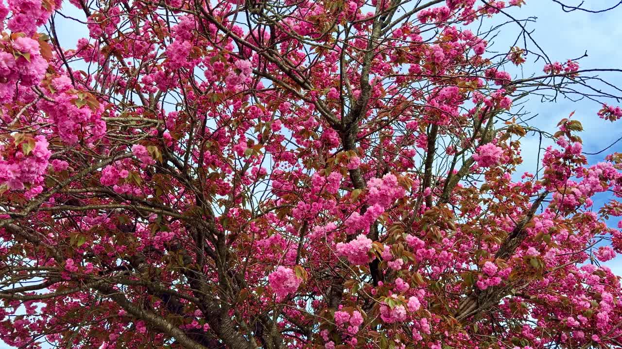 Cerisier japonais couvert de fleurs de sakura roses éclatantes sur fond de ciel