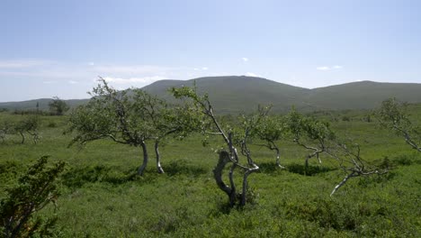 Dwarf-birch-trees-swaying-gently-in-evergreen-landscape-of-Jämtland,-Sweden,-static-shot