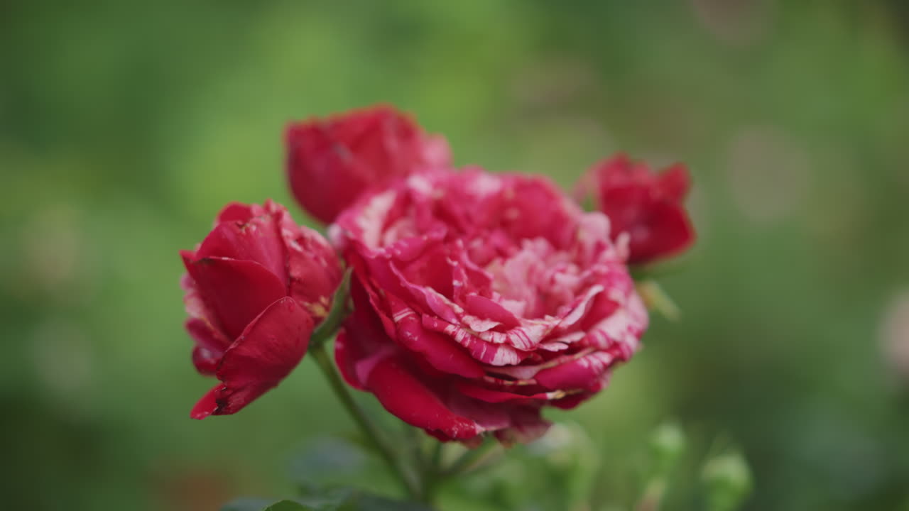Delicata rosa antica su un lussureggiante paesaggio verde con petali dai bordi bianchi fragili. Delicato fiore rosso antico con petali marmorizzati a strati e sottili bordi bianchi in una pacifica illuminazione da giardino.