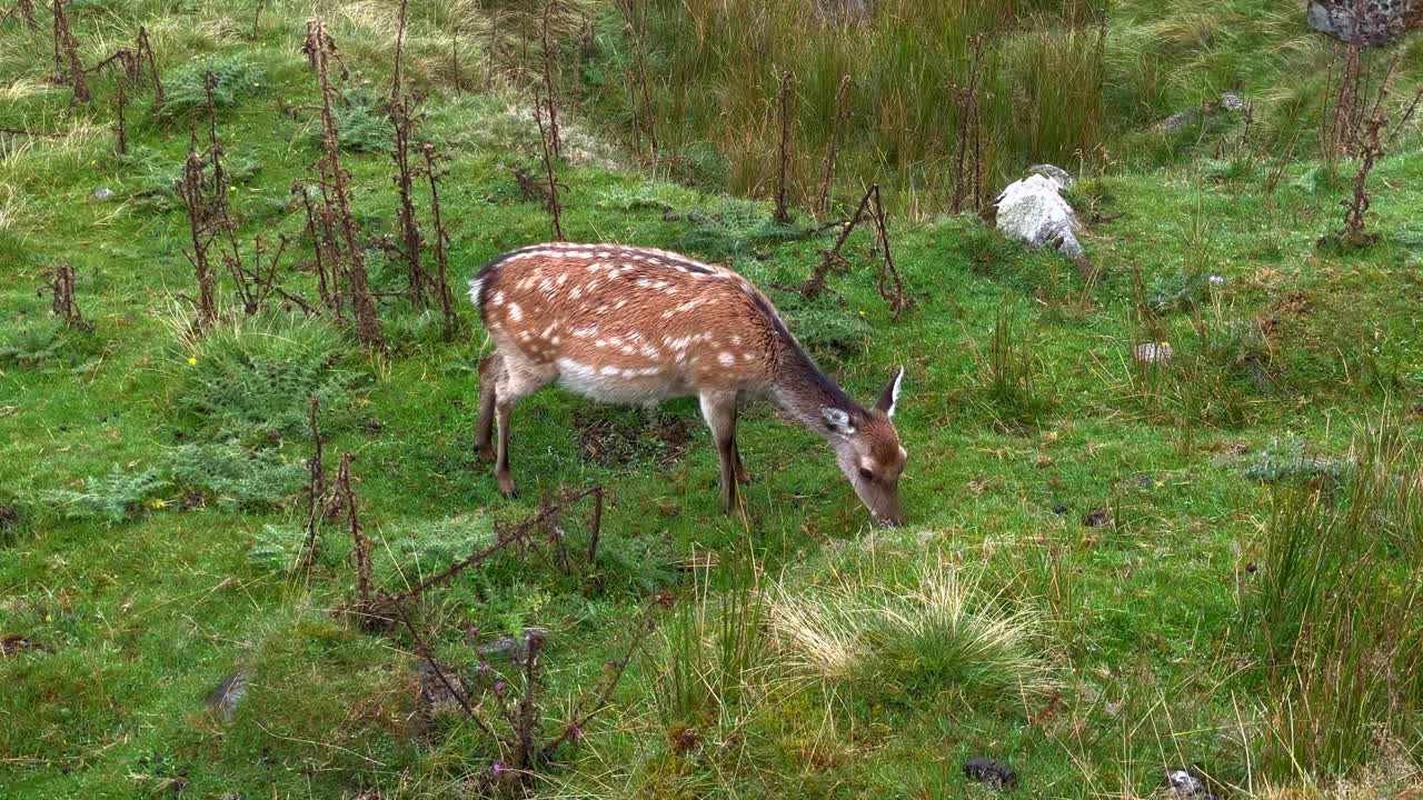 captura de pantalla de una joven cierva salvaje pastando en una colina de hierba en el parque nacional de wicklow, irlanda