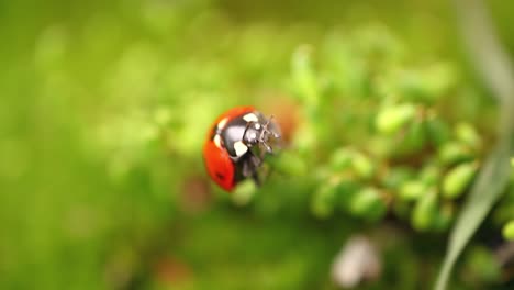 close-up wildlife of a ladybug in the green grass in the forest