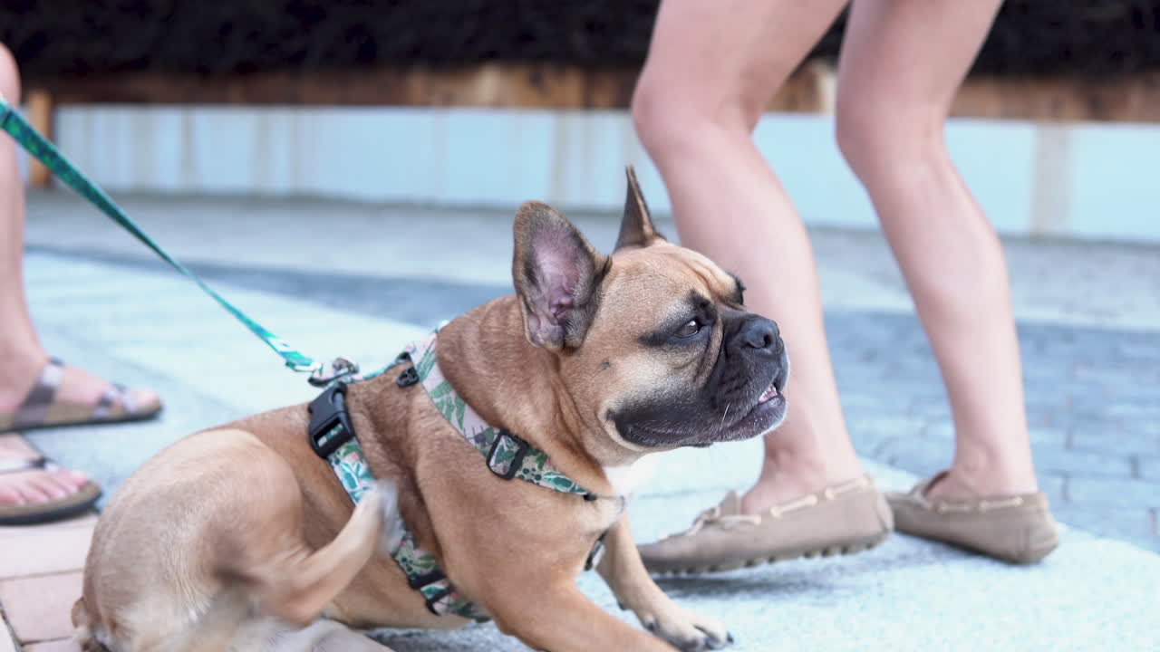 Fransk bulldog med sele under utendørs tur i en park