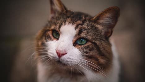 Eine-Entzückende-Und-Hübsche-Wilde-Streunende-Katze-Beobachtet-Ihre-Umgebung-Mit-Ihren-Neugierigen-Grünen-Augen,-Die-An-Einem-Faulen-Nachmittag-In-Der-Toskana,-Italien,-Aus-Der-Nähe-Mit-Unschärfe-Im-Hintergrund-Eingefangen-Wurden