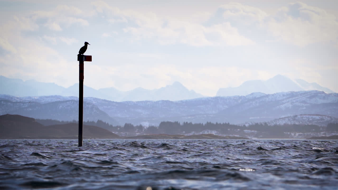 멋진 전망 앞에 기둥에 가마우지