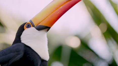 toucan deftly using its yellow bill to handle piece of food