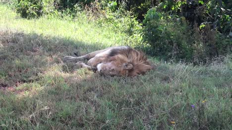 Plano-Completo-De-Un-Solo-León-Durmiendo-Pacíficamente-Bajo-Un-árbol