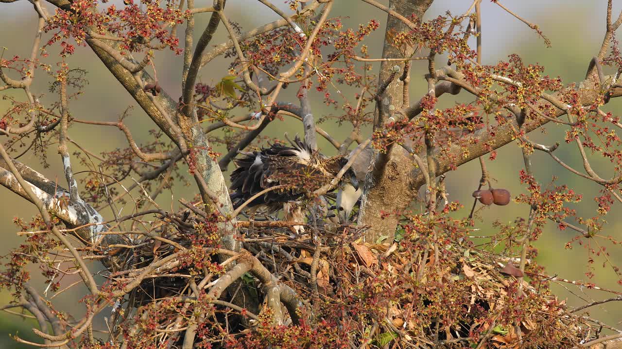 White-bellied sea eagle female bird stands in the nest along with its chick trying to repair the nest as the chick gets near to fledge and asks for being feed on this big tree nest on beach in India