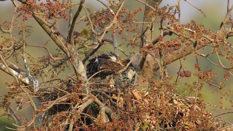white-bellied sea eagle female bird stands in the nest along with its chick trying to repair the nest as the chick gets near to fledge and asks for being feed on this big tree nest on beach in india