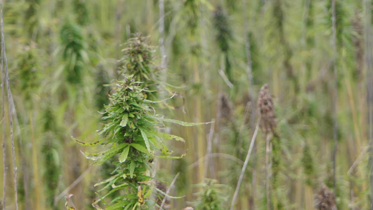 наркотические растения марихуаны на сельскохозяйственном поле под открытым небом