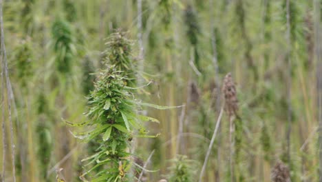 narcotic marijuana plants in agricultural field outdoors