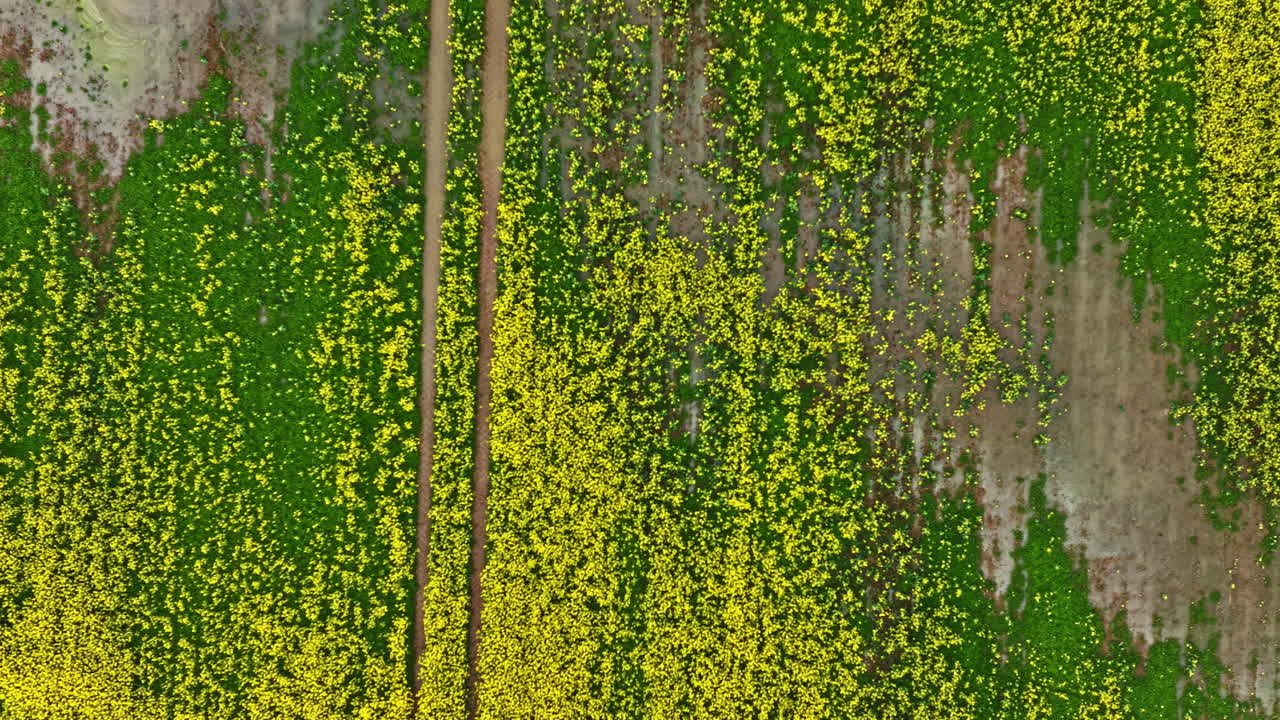 Top-down view of a flooded yellow-green field marked by brown patches and a winding path