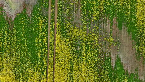 top-down view of a flooded yellow-green field marked by brown patches and a winding path