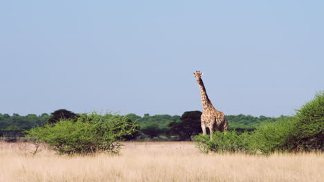 static shot of calm giraffe looking in the camera in central kalahari national park, botswana