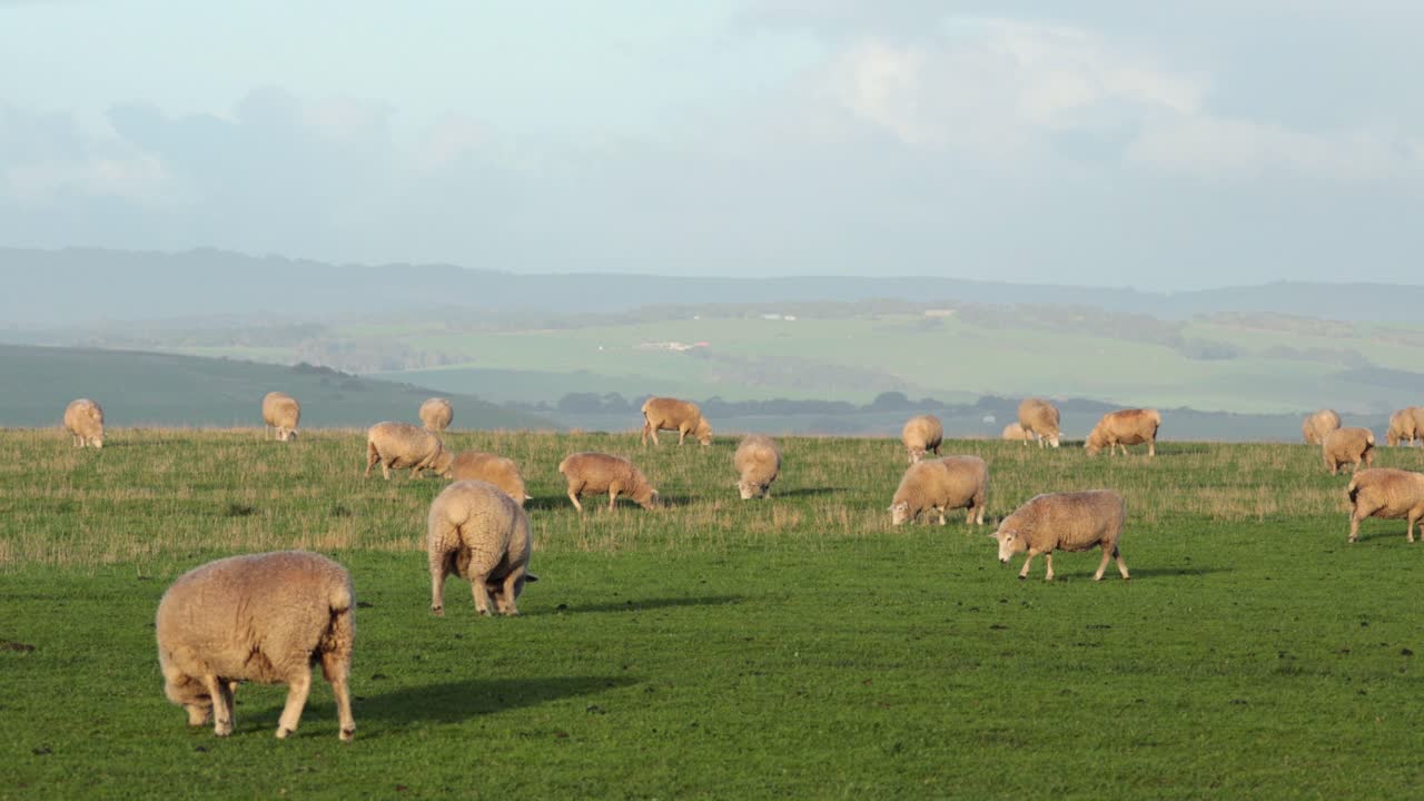 Pecore che mangiano erba in un campo pittoresco