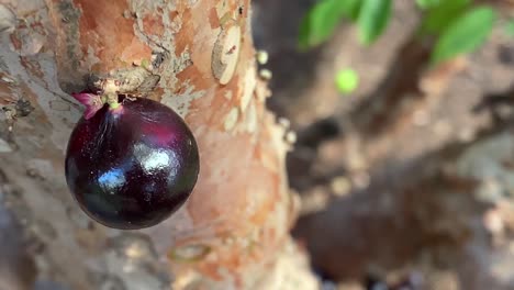 ripe jabuticabas hanging on a tree trunk