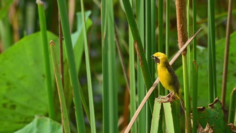 Asian-Golden-Weaver,-Ploceus-hypoxanthus