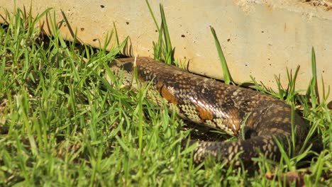 blue tongue lizard moving under stone fence in garden