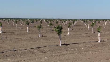 Pan-shot-of-freshly-planted-vineyard-in-California,-USA