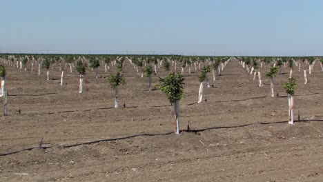 toma panorámica de un viñedo recién plantado en california, ee.uu.