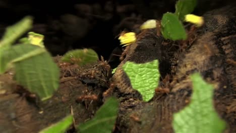 leafcutter ants move leaves across a forest floor 2