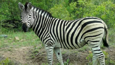 Cerca-De-Cebra-Salvaje-Comiendo-En-El-Parque-Nacional-Kruger-De-Sudáfrica