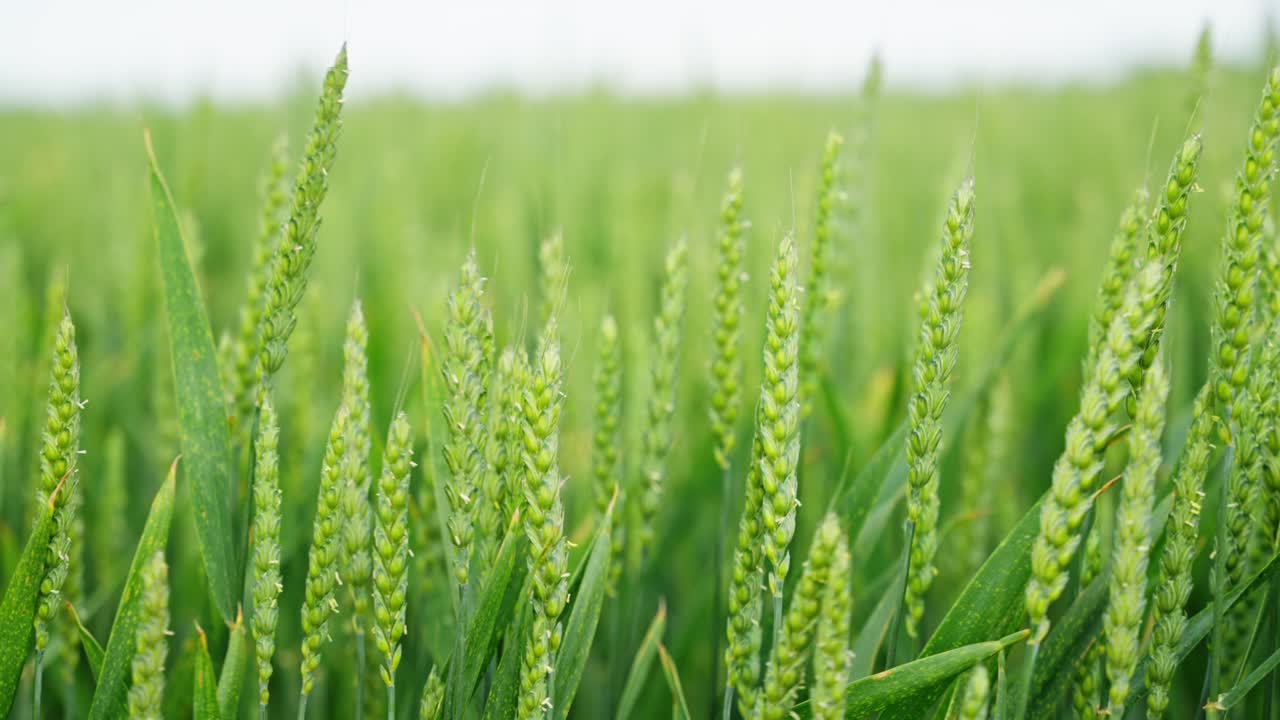 Lush green wheat field with young ears of wheat growing densely under a bright sky. Fresh and healthy crop in an agricultural landscape