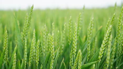 lush green wheat field with young ears of wheat growing densely under a bright sky. fresh and healthy crop in an agricultural landscape