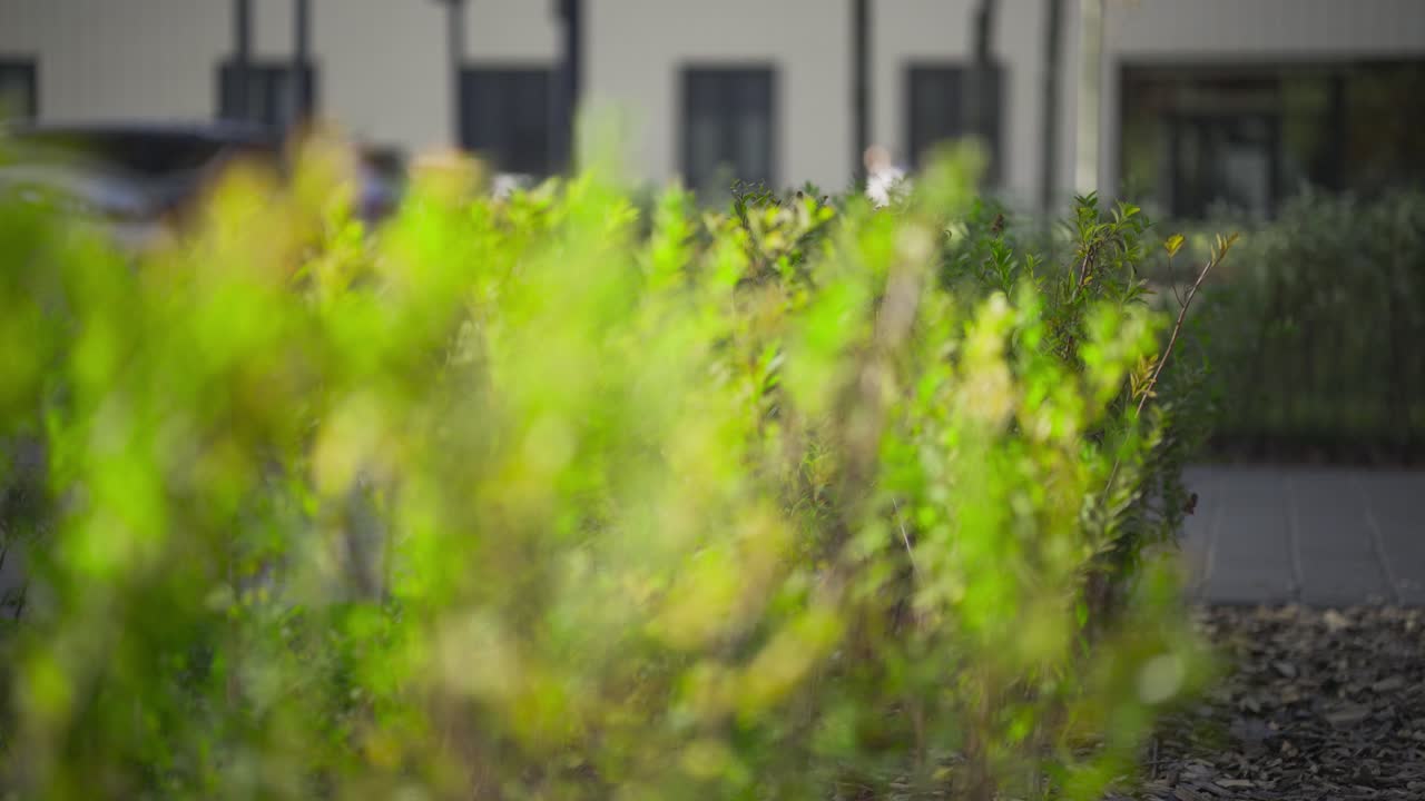 близкий вид кустарников в городе