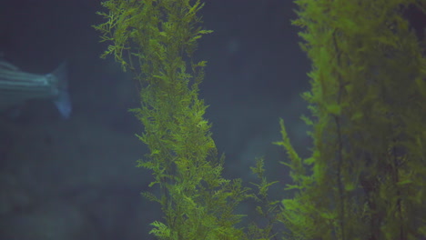 shark swims past sea plants