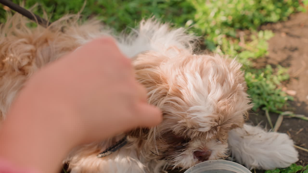 Puppy Cleaned Lovingly, Sweet Bonding Moment With Puppy Outdoors, Tender Grooming Of Puppy In Sunny Grassy Setting, Owner Gently Wipes Tear Stains From Adorable Puppy In Sunny Outdoor Environment